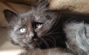 Cute and beautiful, dark cat laying in light