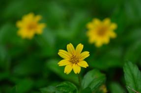 Macro view of Yellow Flowers at garden