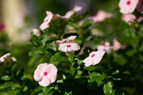 pink blooming violets in the garden