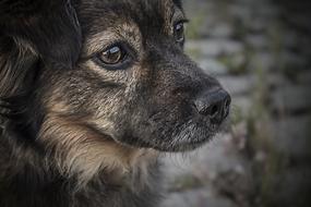 Portrait of the cute, colorful and beautiful, fluffy puppy dog on the pavement with green plants