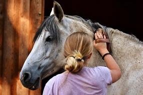 Back view with the blonde girl cleaning cute and beautiful horse, near the wall in light