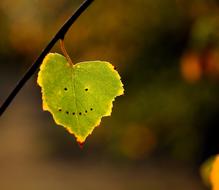 Autumn Leaf Smile