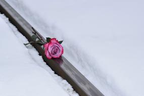 Pink Rose On Railway in snow, Love Symbol