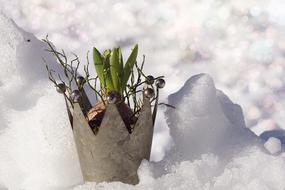 Beautiful plant in the crown, among the shiny snow in light, in the winter