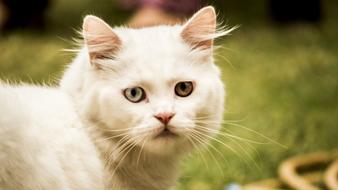 domestic Cat Pet Animal