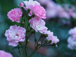 pink white roses on a branch