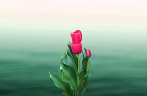 Close-up of the beautiful, blooming, pink rose flowers on the stems, with green leaves, at green, gradient background, clipart