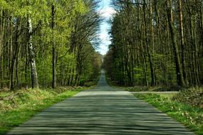 Landscape of Tree Forest path road