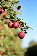 red Apples on branch at blur background