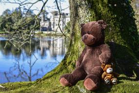 Teddy Soft Toy and tree