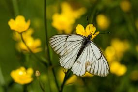 macro view of Butterfly Insect at Nature