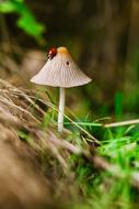 Ladybug crawling on small fungi, blur background