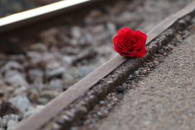 red rose on railroad tracks