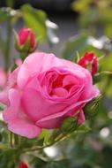 Rose Flower Blossom petals