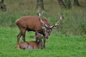 two deer in nature