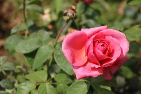 pink rose on a bush in the garden in a blurred background