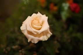 yellow Rose at blur dark background