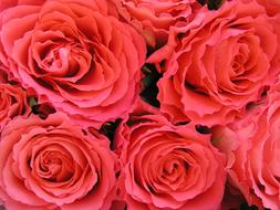Rose Petal Love