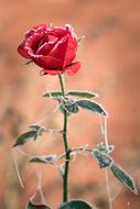 white frost on a red rose