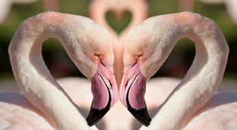 birds symbol love