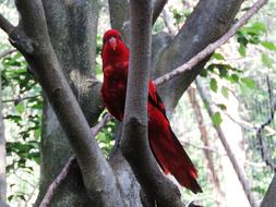 red parrot macaw on a tree close up