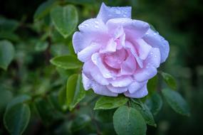 White Rose Bush at nature