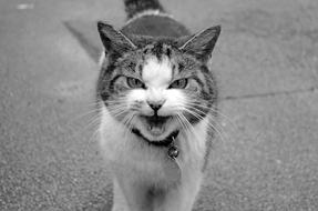 Black and white photo with the portrait of the cute and beautiful, angry cat, outdoors