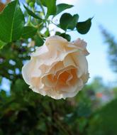 White Tender Rose at summer