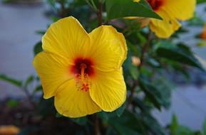 bright yellow flowers on a blurred background