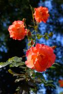 red Roses Front Yard Flowers