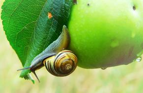 Snail crawls on green leaf and wet apple