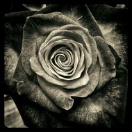 monochrome photo of Rose Flowers