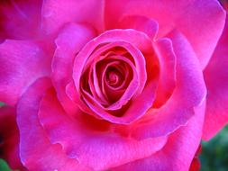 romantic pink-purple rose, close-up