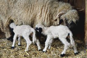 black-nosed sheep with lambs