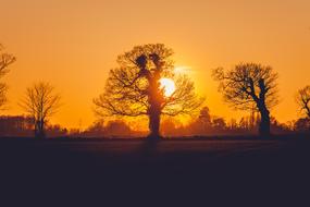 orange sunset in the dark silhouettes of trees