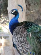 Peacock bird Portrait