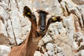 Goat as a Funny Mammal