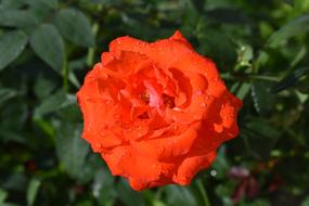 wet orange rose on a bush close-up