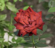 Rose Flower Bloom blur