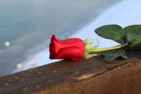 Close-up of the beautiful, red rose flower with green leaves, on the bridge fence