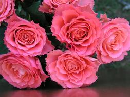 Close-up of the beautiful, pink and red rose flowers