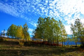 Beautiful landscape with hills with colorful plants, in the autumn, under the blue sky with white clouds