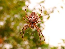 Arachnid Spiders Web