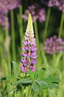 Close-up of the beautiful and colorful lupine flowers with green leaves, in the summer