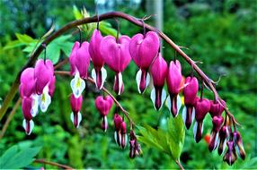 Close-up of the beautiful and colorful heart flowers on the branches, among the green plants in Sweden