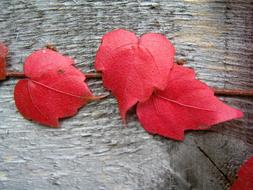 red bush leaves on wood board