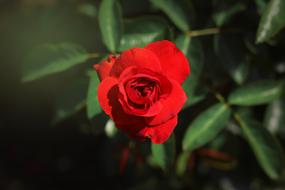 Rose Red Nature