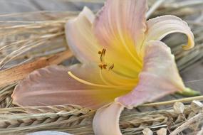 lily flower Table Decorations