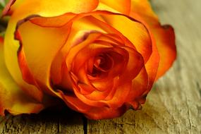 yellow and red Rose Bloom Romance