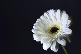 Close-up of the beautiful, white and yellow flower on the green stem, in light, at black background